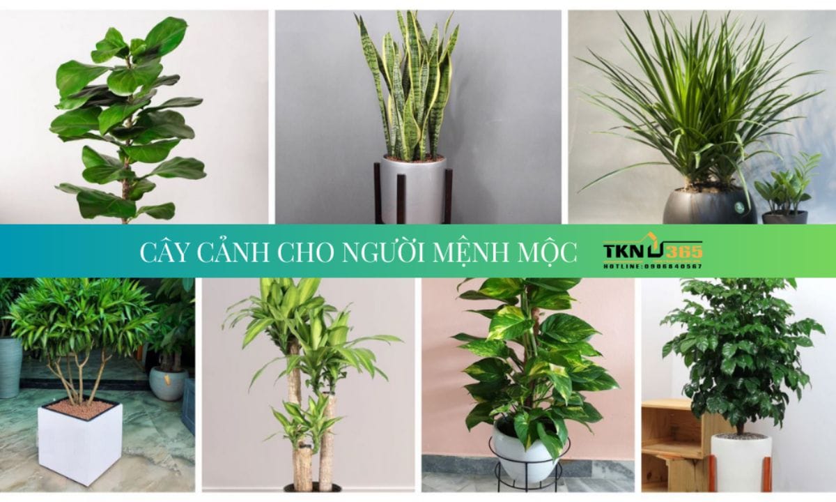 Cây xanh không chỉ giúp thanh lọc không khí mà còn là yếu tố phong thủy quan trọng giúp người mệnh Mộc kích hoạt năng lượng tích cực và thu hút tài lộc.