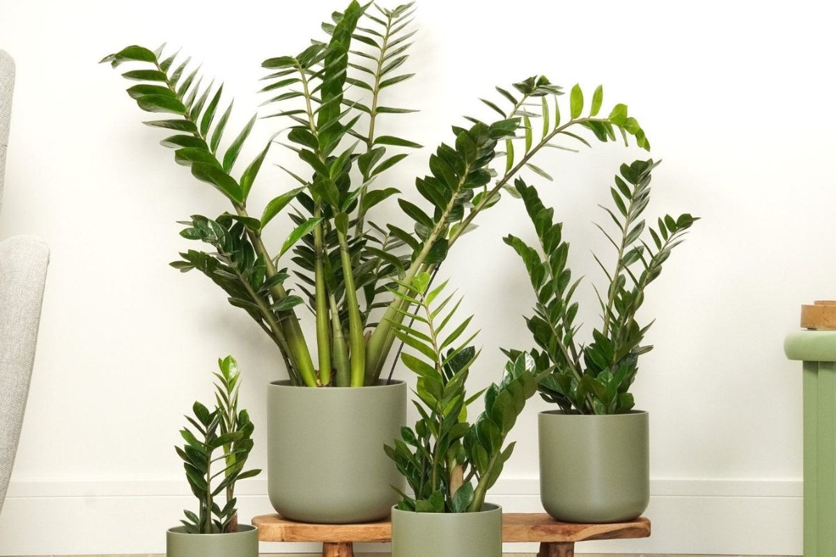 25+ cây phong thủy trong nhà thu hút tài lộc, sức khỏe, bình an 2 Cây Kim Tiền - điểm nhấn xanh mát giúp không gian thêm sang trọng và luôn tràn đầy năng lượng tích cực (Ảnh: Sưu tầm)
