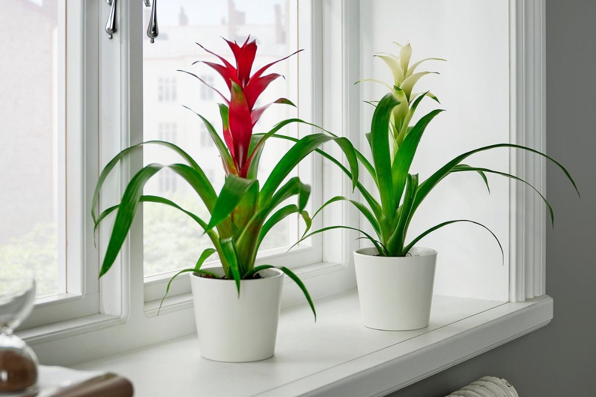 25+ cây phong thủy trong nhà thu hút tài lộc, sức khỏe, bình an 26 Cây Dứa Cảnh Nến vừa tăng vượng khí trong nhà, vừa làm đẹp cho không gian sống hiện đại (Ảnh: Sưu tầm)