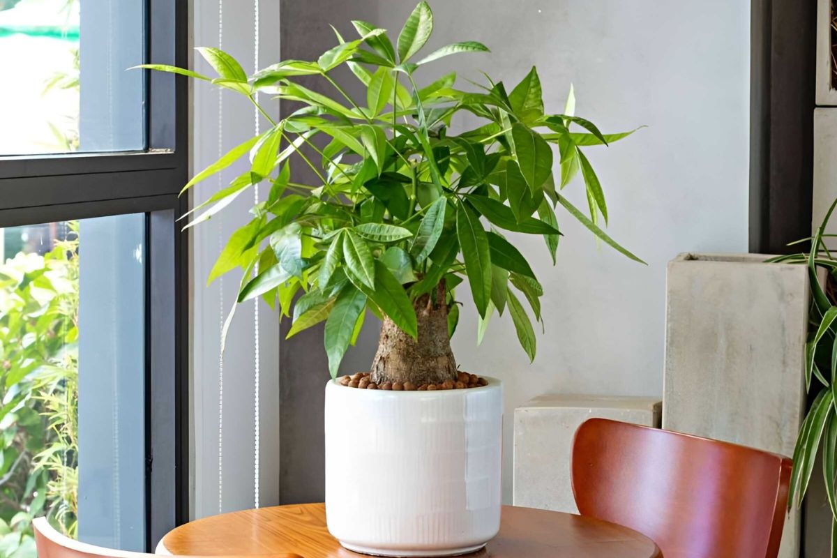 25+ cây phong thủy trong nhà thu hút tài lộc, sức khỏe, bình an 6 Kim Ngân là biểu tượng của sự giàu có và ổn định tài chính, mang vượng khí khi đặt gần cửa chính (Ảnh: Sưu tầm)