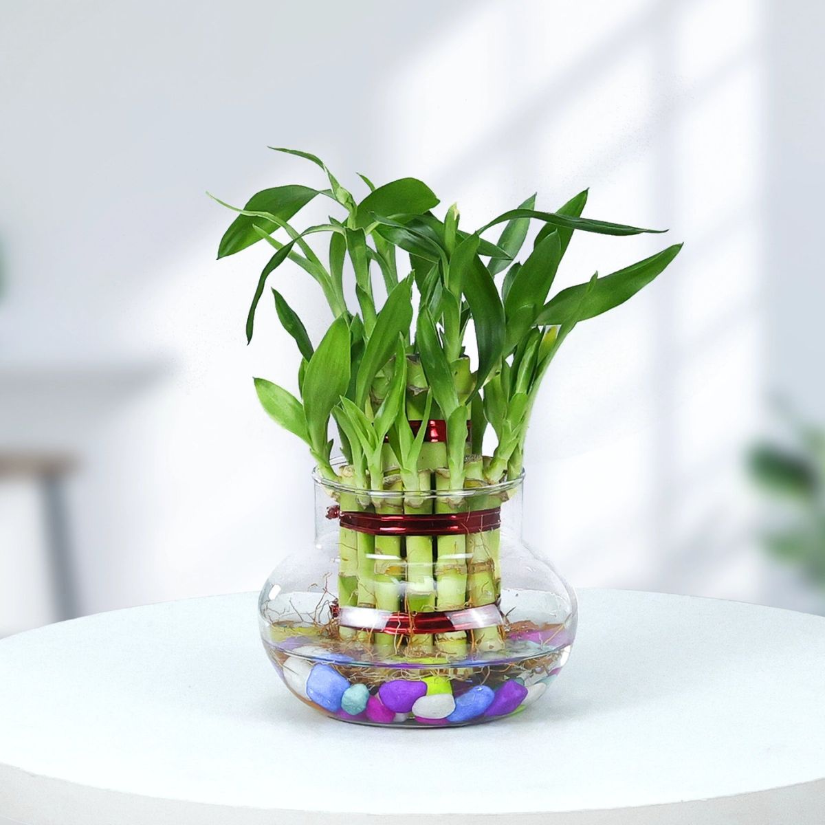 Cây Phát Lộc tượng trưng cho tài lộc dồi dào, khi đặt trong phòng thờ giúp tăng cường vượng khí và mang đến nhiều may mắn (Ảnh: Sưu tầm)