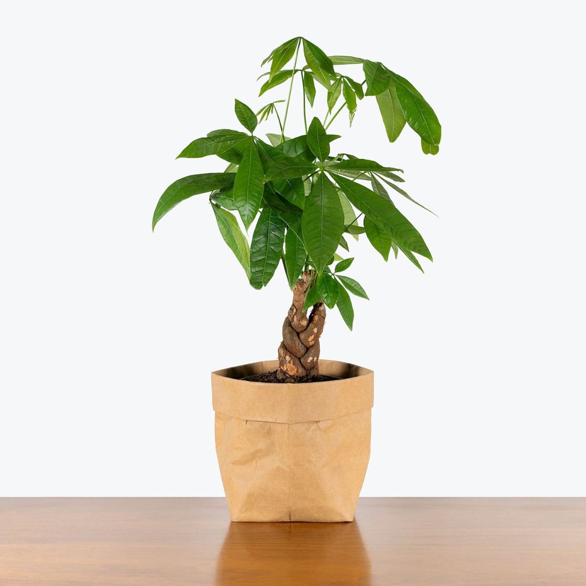 Cây Kim Ngân mang ý nghĩa tốt đẹp về mặt phong thủy, giúp cân bằng năng lượng trong không gian thờ tự (Ảnh: Sưu tầm)