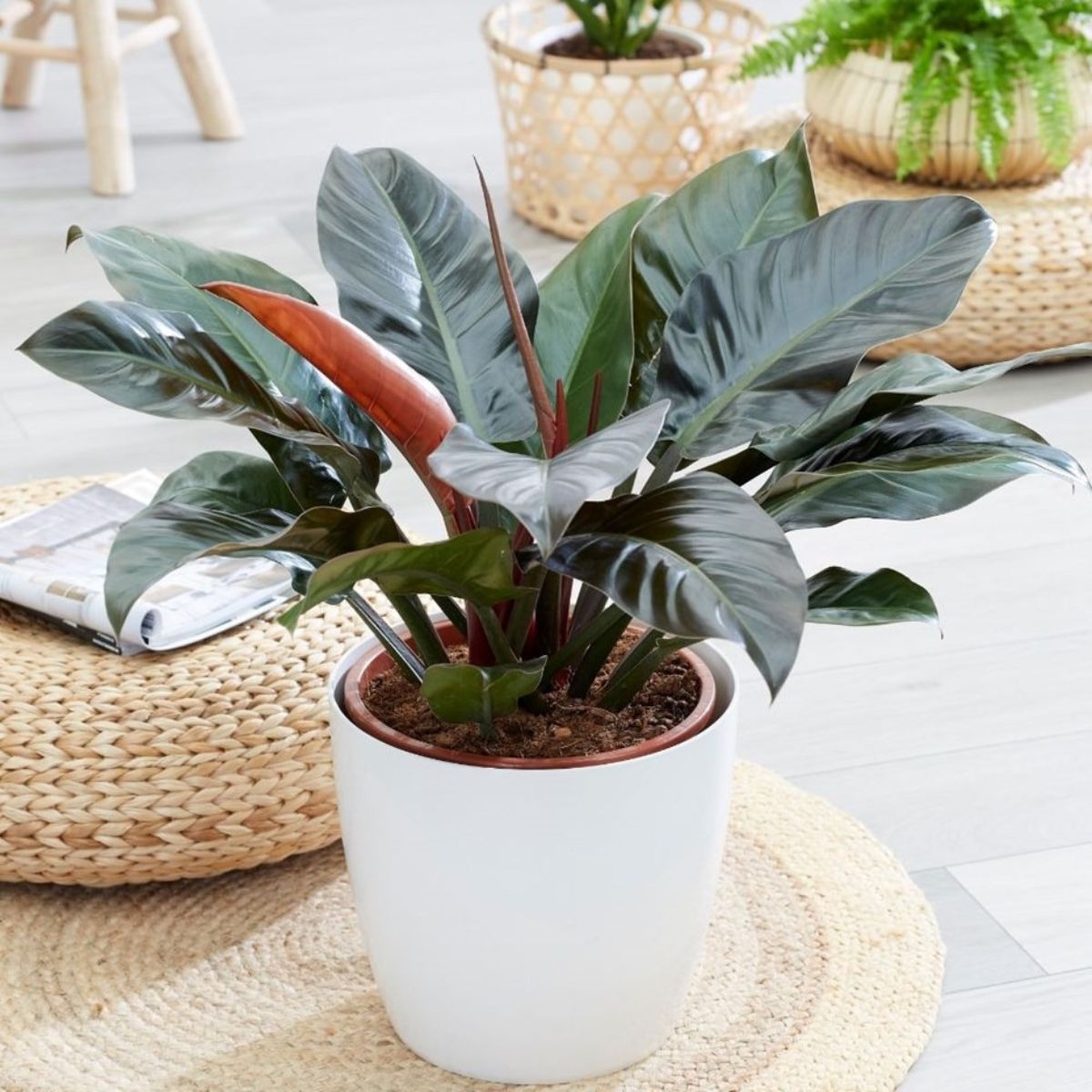 Trầu Bà Đế Vương là cây để phòng thờ tượng trưng cho quyền uy và thịnh vượng (Ảnh: Sưu tầm)