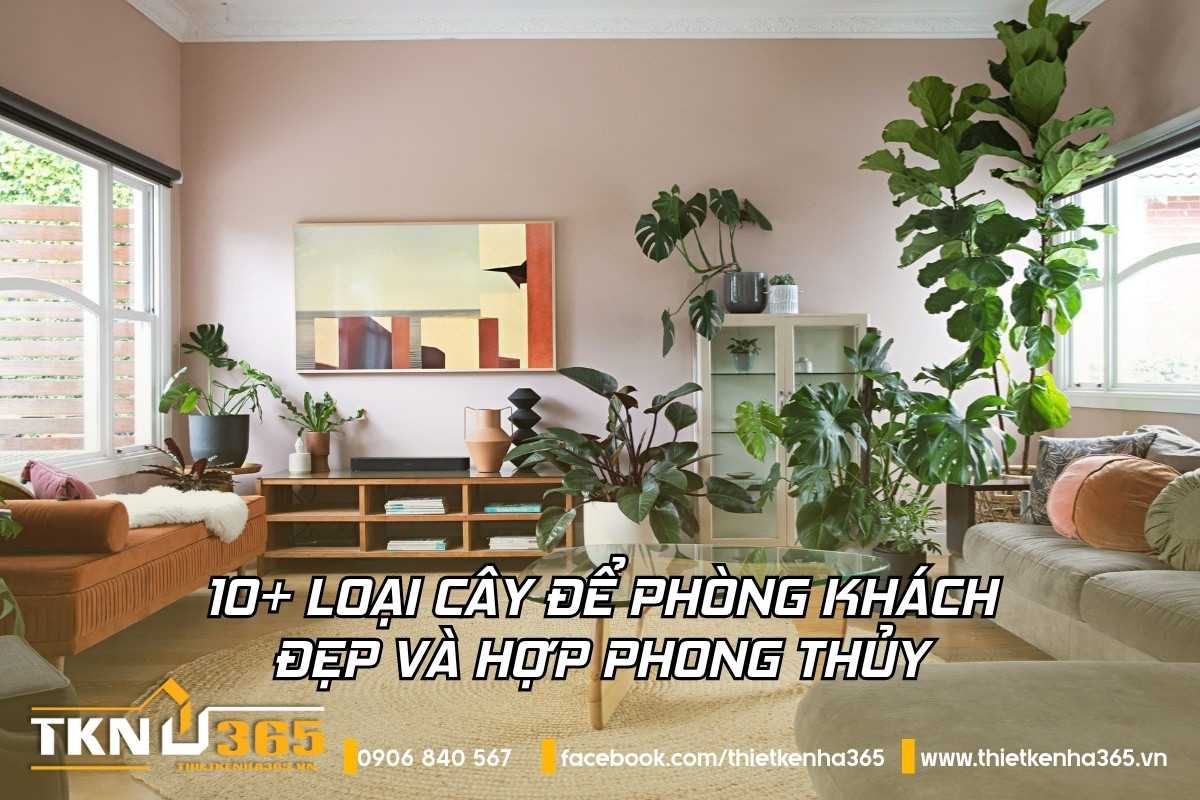 cây để phòng khách đẹp