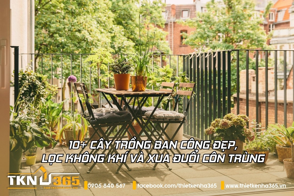 cây trồng ban công đẹp